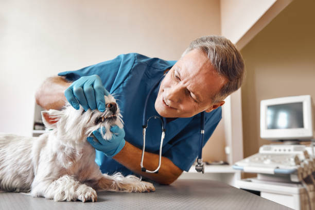 Best Emergency Dental Surgery in Banner Hill, TN